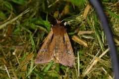 Ichneutica atristriga