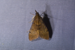 Uresiphita maorialis
