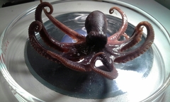 Cephalopoda