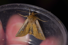 Ichneutica atristriga