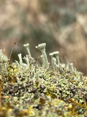 Cladonia fimbriata