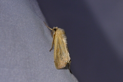 Ichneutica blenheimensis