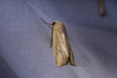 Ichneutica blenheimensis