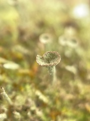 Cladonia fimbriata
