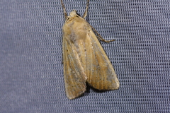 Ichneutica blenheimensis