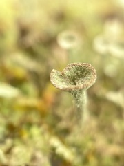 Cladonia fimbriata
