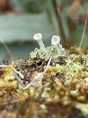 Cladonia fimbriata