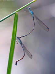Indolestes tenuissimus