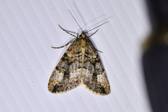 Pseudocoremia productata