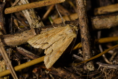 Ichneutica mollis
