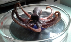 Cephalopoda