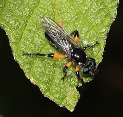 Laphria rufifemorata
