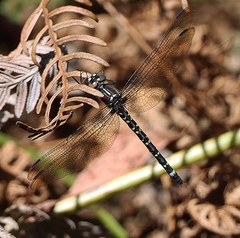 Eusynthemis brevistyla