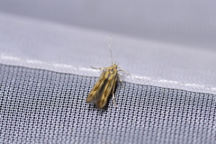 Stathmopoda horticola
