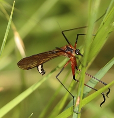 Harpobittacus nigriceps