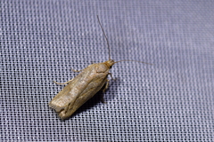 Phaeosaces apocrypta