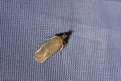 Phaeosaces apocrypta