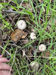 Marasmius albogriseus