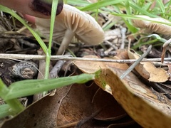 Marasmius albogriseus