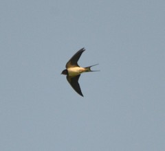 Hirundo rustica gutturalis
