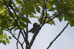 Setophaga chrysoparia