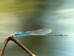 Pseudagrion cingillum