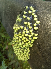 Agalychnis moreletii