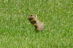 Spermophilus citellus