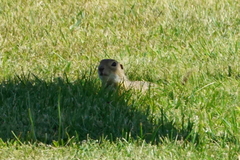 Spermophilus citellus