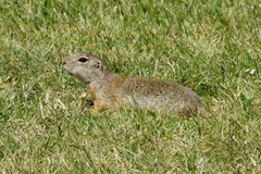 Spermophilus citellus