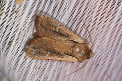 Ichneutica atristriga