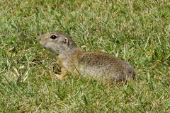 Spermophilus citellus