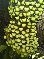 Agalychnis moreletii