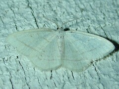 Protitame subalbaria