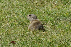 Spermophilus citellus