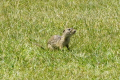 Spermophilus citellus