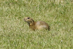 Spermophilus citellus
