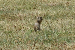 Spermophilus citellus
