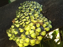 Agalychnis moreletii