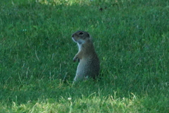 Spermophilus citellus