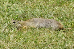 Spermophilus citellus