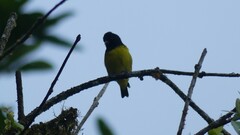 Spinus xanthogastrus