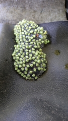 Agalychnis moreletii