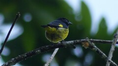 Spinus xanthogastrus