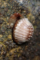 Pusula solandri