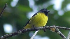 Spinus xanthogastrus