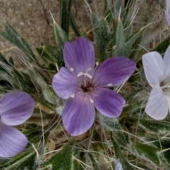 Langloisia setosissima setosissima