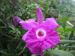 Sobralia macrantha
