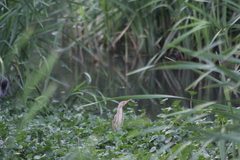 Ixobrychus involucris