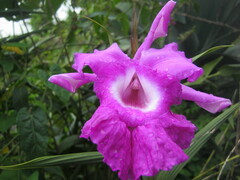 Sobralia macrantha